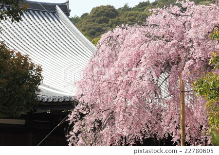 傳奇政府的Shidarezakura 22780605