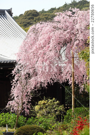 傳奇政府的Shidarezakura 傳奇政府的Shidarezakura 22780656