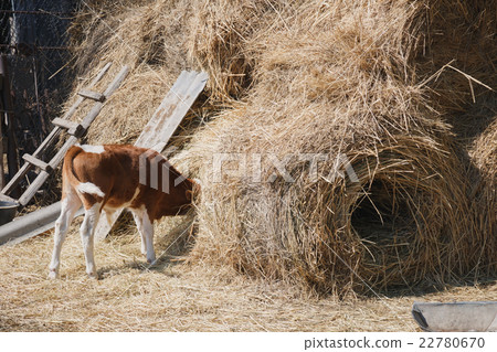 calf eating hay buried his head in the haystack 22780670