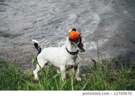 dog with a ball in his mouth shakes off water dog with a ball in his mouth shakes off water 22780676