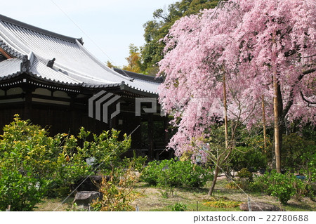 Shidarezakura of Legend Government 22780688