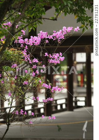 Mizuwa Azalea of Kamigamo Shrine Mizuwa Azalea of Kamigamo Shrine 22781231