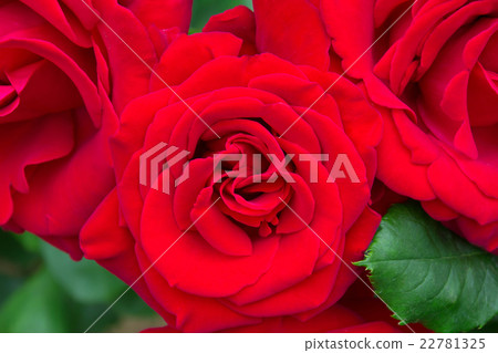 一朵紅玫瑰 一朵紅玫瑰 22781325