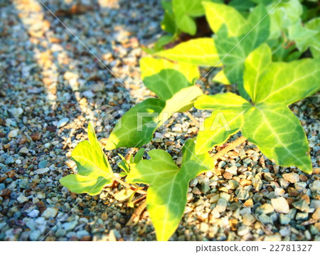 植物(常春藤) 植物(常春藤) 22781327