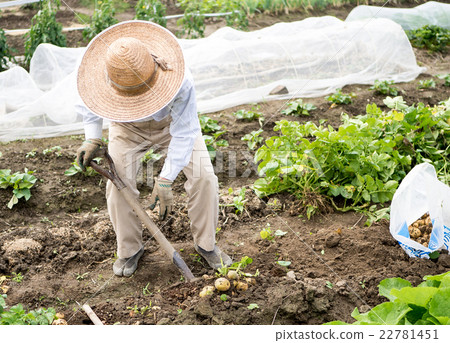 Farmer digging potatoes with shovels digging Farmer digging potatoes with shovels digging 22781451
