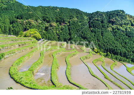 Tamada Terada in Kumano Maruyama Senjita 22781939