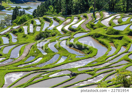 Tamada Terada in Kumano Maruyama Senjita 22781954