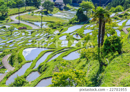 Tamada Terada in Kumano Maruyama Senjita Tamada Terada in Kumano Maruyama Senjita 22781955