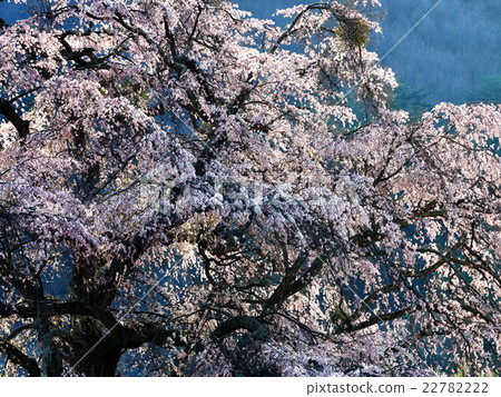 Shita-zakura from the top place 22782222