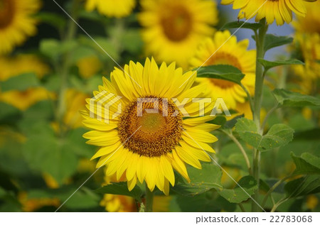 Summer vitamins Summer vitamins 22783068