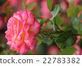 Pink rose 22783382