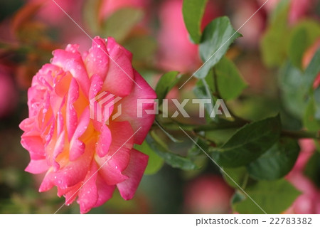 Pink rose Pink rose 22783382