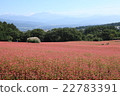 Red buckwheat hill 22783391