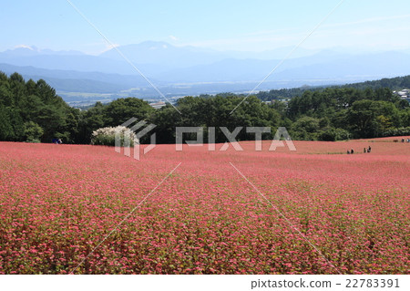 紅蕎麥山 紅蕎麥山 22783391