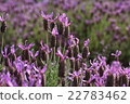 lavender 22783462