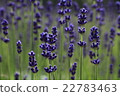 lavender 22783463
