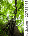 Chestnut olive tree 22783465