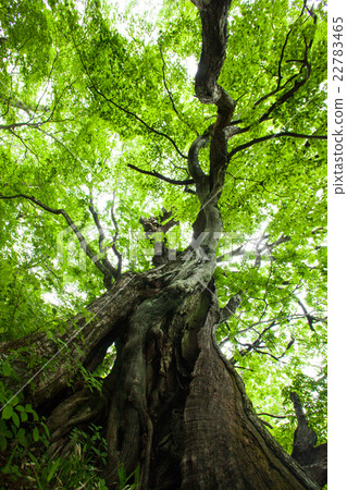 Chestnut olive tree Chestnut olive tree 22783465