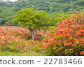 Azalea of Akagi mountain 22783466
