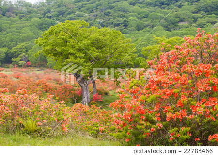 赤城山的杜鵑花 赤城山的杜鵑花 22783466