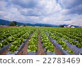 Lettuce field in the plateau 22783469