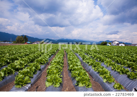 Lettuce field in the plateau Lettuce field in the plateau 22783469