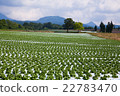 Lettuce field in the plateau 22783470