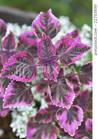 Porcings of Corius 22783699