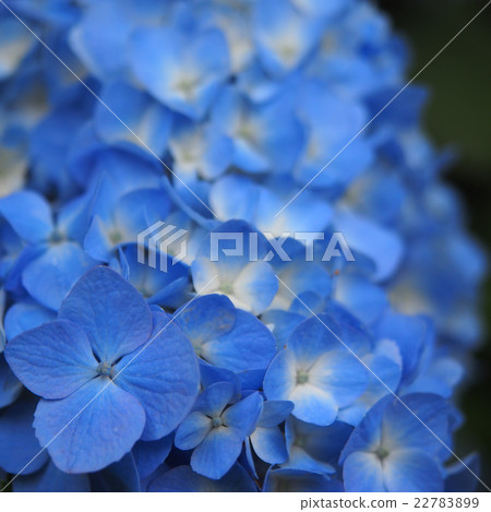 Hydrangea on the rainy season Hydrangea on the rainy season 22783899