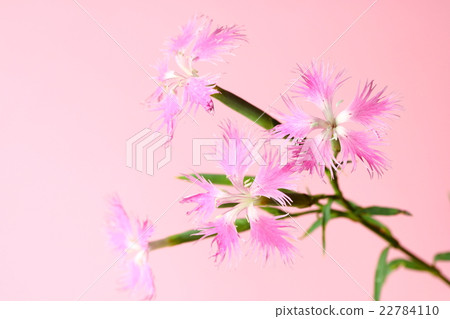 Kawaranadeshiko 22784110