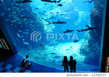 水族館 照片素材 圖片 圖庫