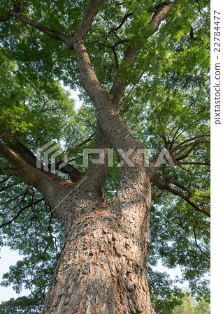 tree branch of green leaves on a big tree tree branch of green leaves on a big tree 22784477