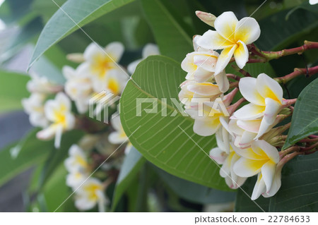 white frangipani plumeria tropical flower 22784633