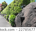 Fresh green hedge 22785677