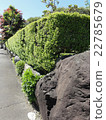 Fresh green hedge 22785679