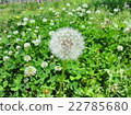 Dandelion 22785680