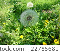 Dandelion 22785681