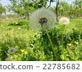  Dandelion 22785682