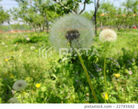 Dandelion Dandelion 22785682