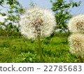 Dandelion 22785683