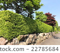 Fresh green hedge 22785684