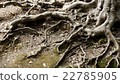 Tree root 22785905