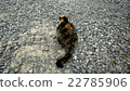 The back of a cat 22785906