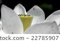Lotus flower  22785907