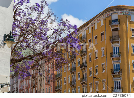 Jacaranda trees in blooming Jacaranda trees in blooming 22786074