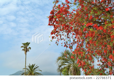 Brush tree Brush tree 22786371