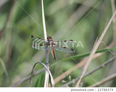 Bekko蜻蜓 22786374