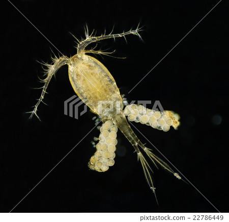 Asagao Ken Daphnico 22786449