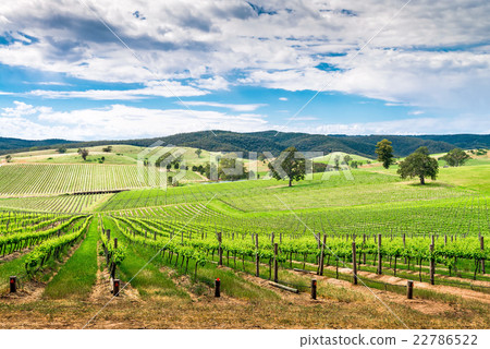 Wine valley in Barossa 22786522