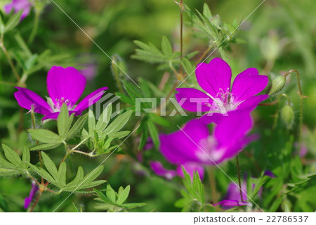 Hakusan Fuuro 22786537